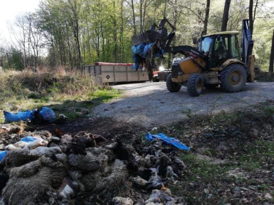 Odpady ubojowe w lesie, zdjęcie: krzeszowice.krakow.lasy.gov.pl