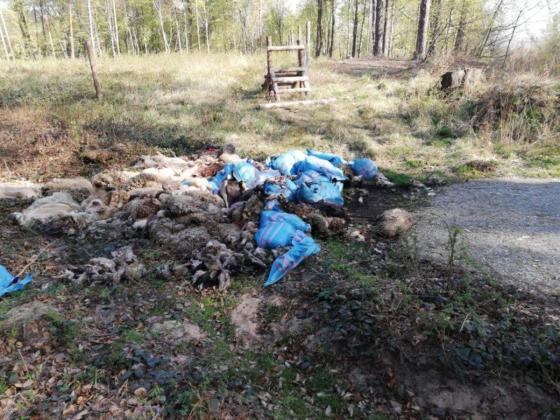 Odpady ubojowe w lesie, zdjęcie: krzeszowice.krakow.lasy.gov.pl